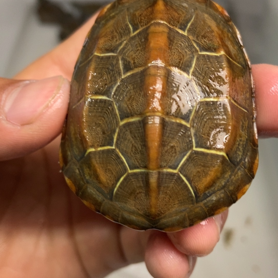 中华草龟不分公母