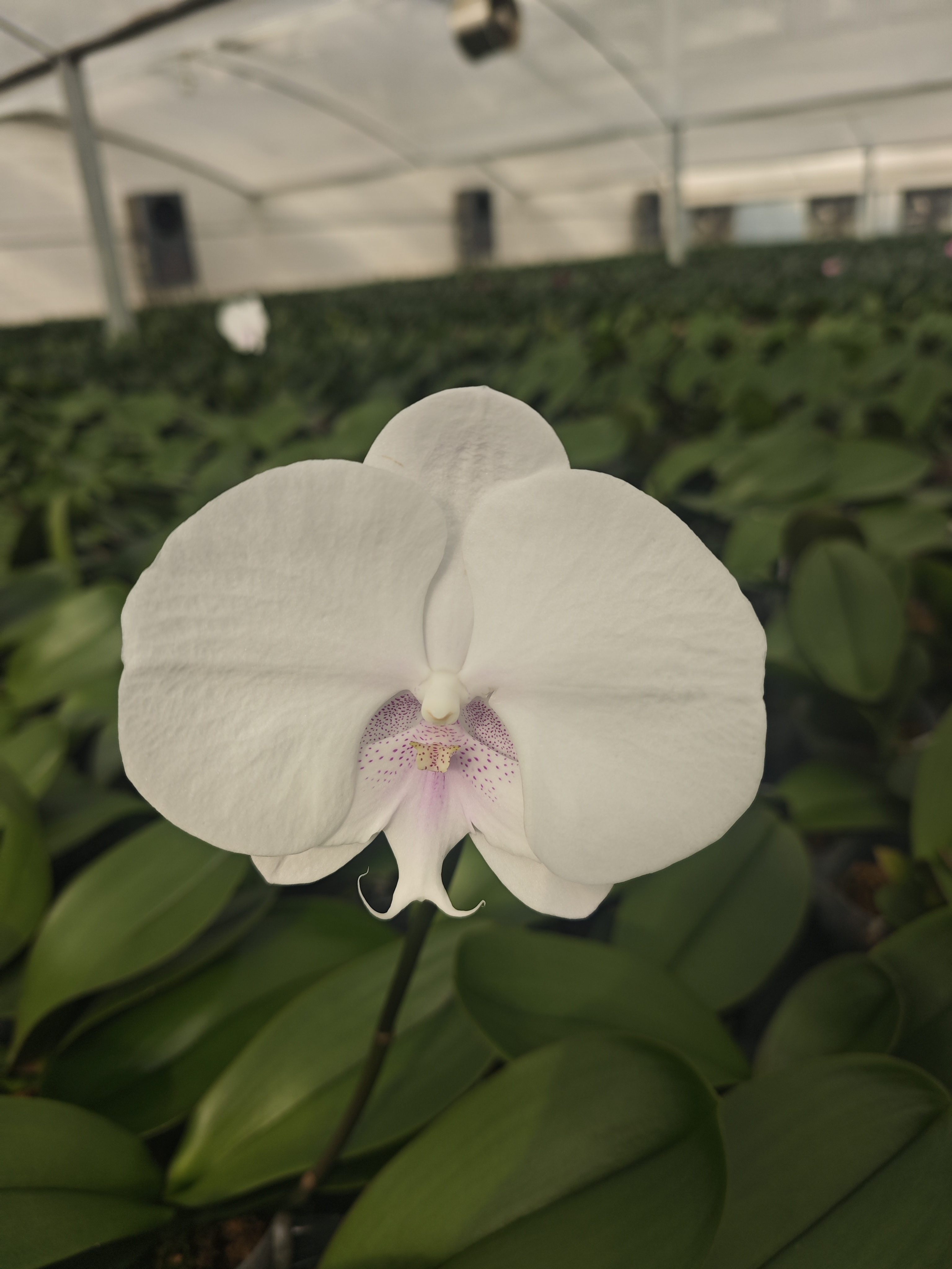 【白牡丹】蝴蝶兰   抽梗苗  3.5寸杯