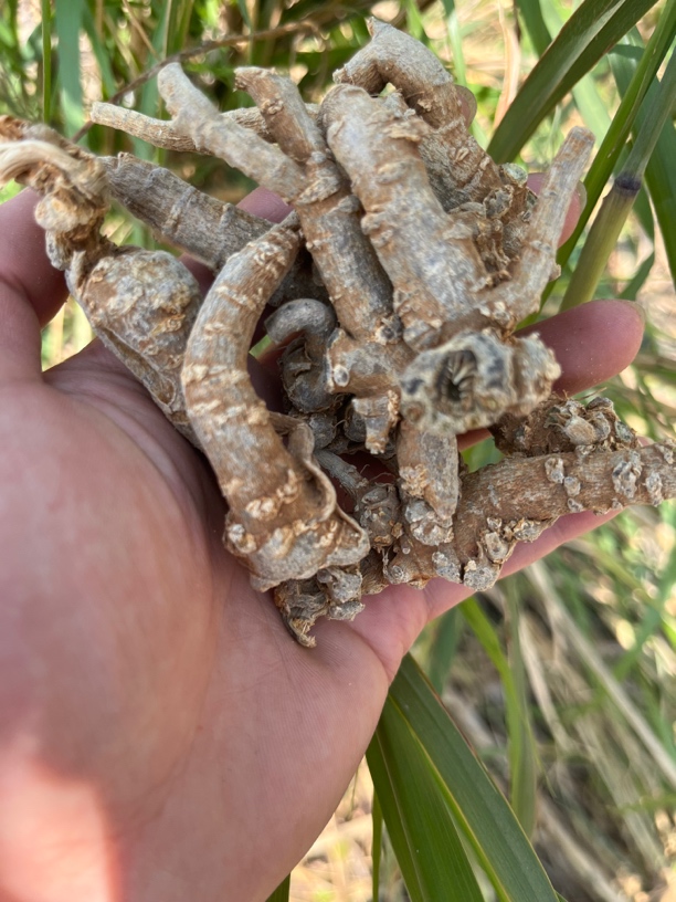 【彭彭先収山货】三-七-250g-500g-滋补营养品