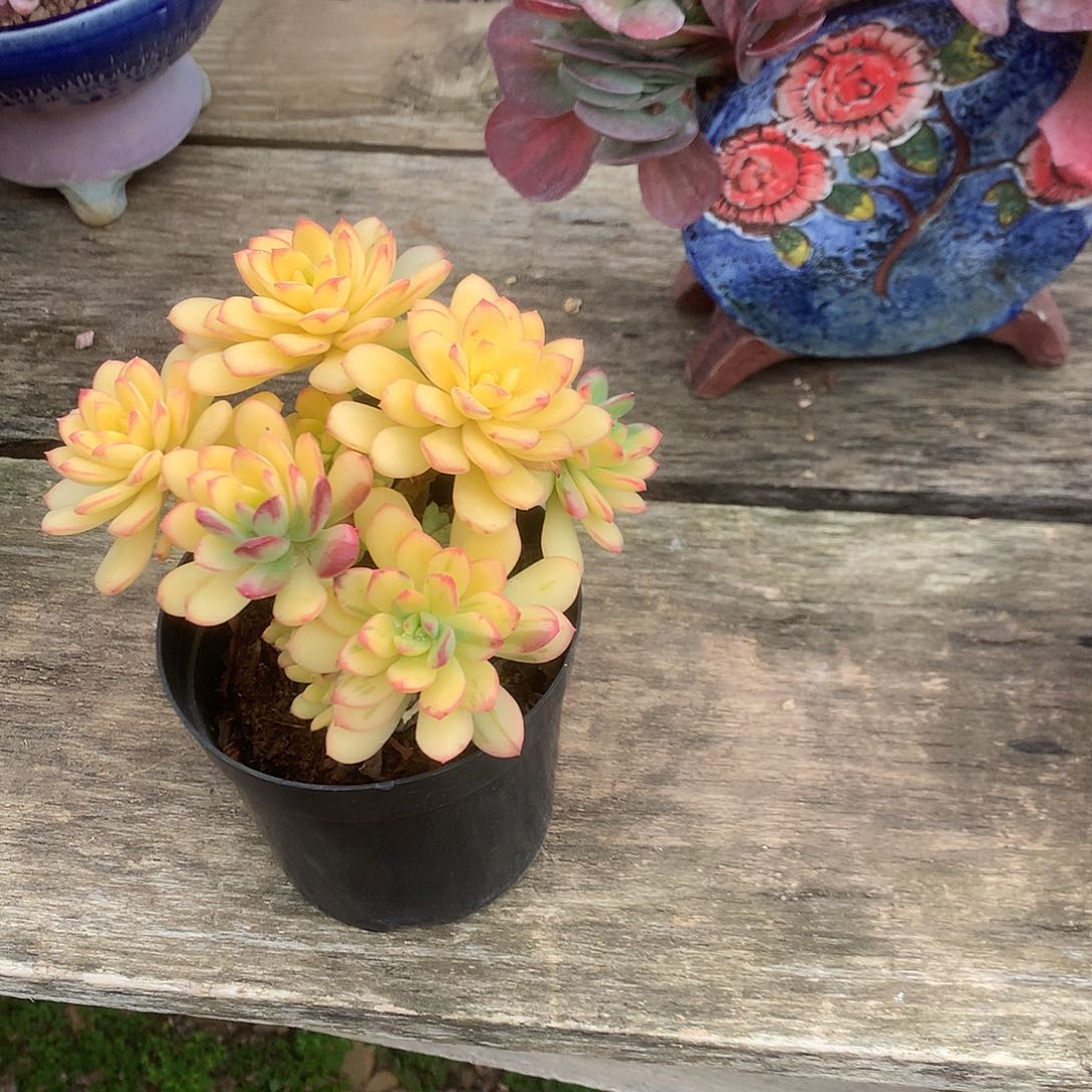 叮当多肉植物脱土