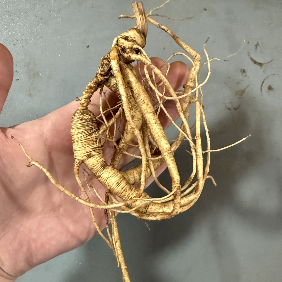 直播间专用野山参/林下籽参/毛子