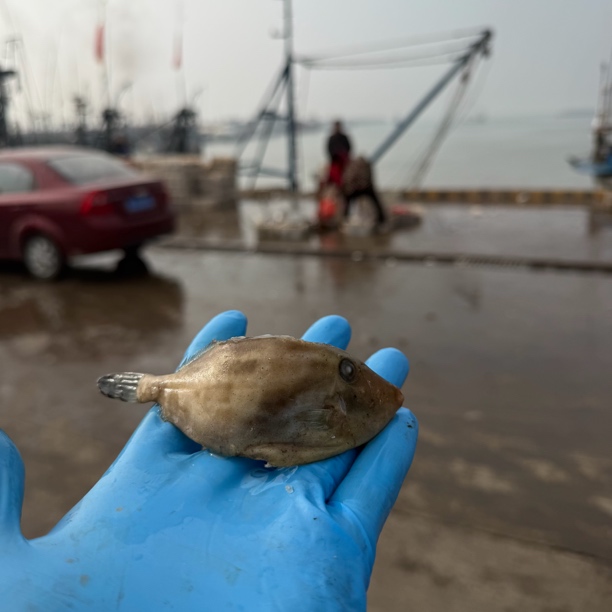 （特小号）马面鱼耗儿鱼扒皮鱼新鲜海捕重庆火锅食材顺丰冷链