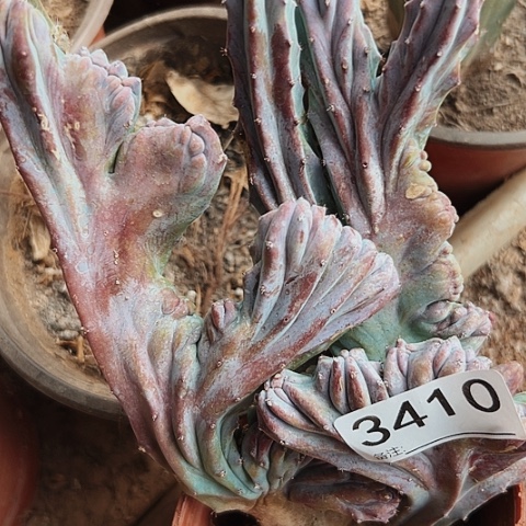 3410龙神木缀化自根仙人球