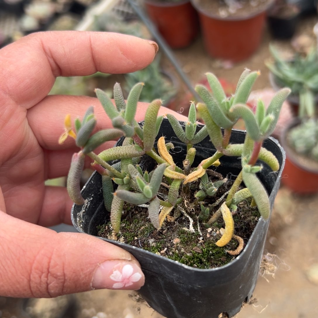 多肉植物多肉植物