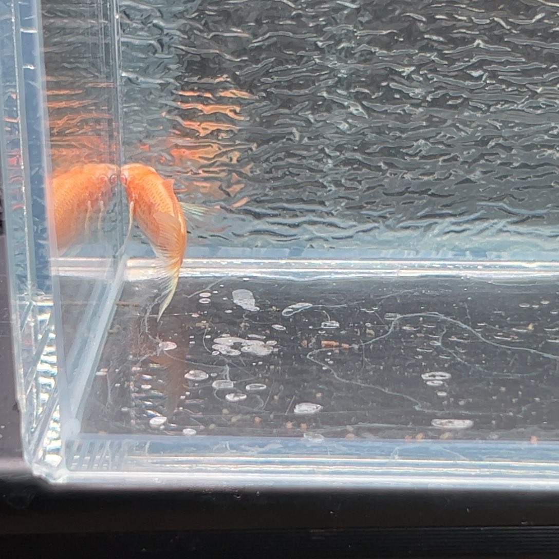 孔雀鱼玛丽鱼一条公面纱