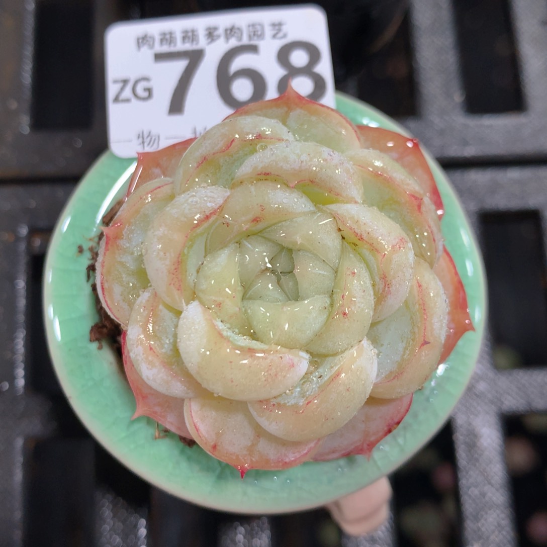 5CM拇指盆精控多肉ZG768