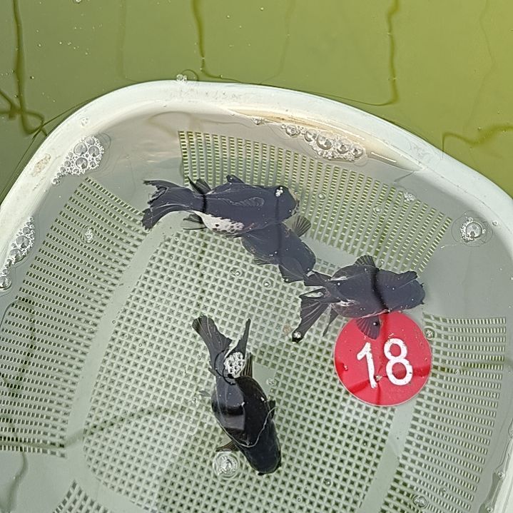 海水鱼18直播间看好下单不退不换到货录完整开箱视频有售后