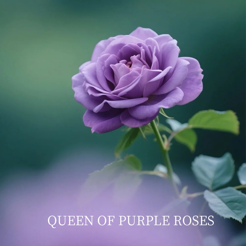 奥图紫茶花精油5ml