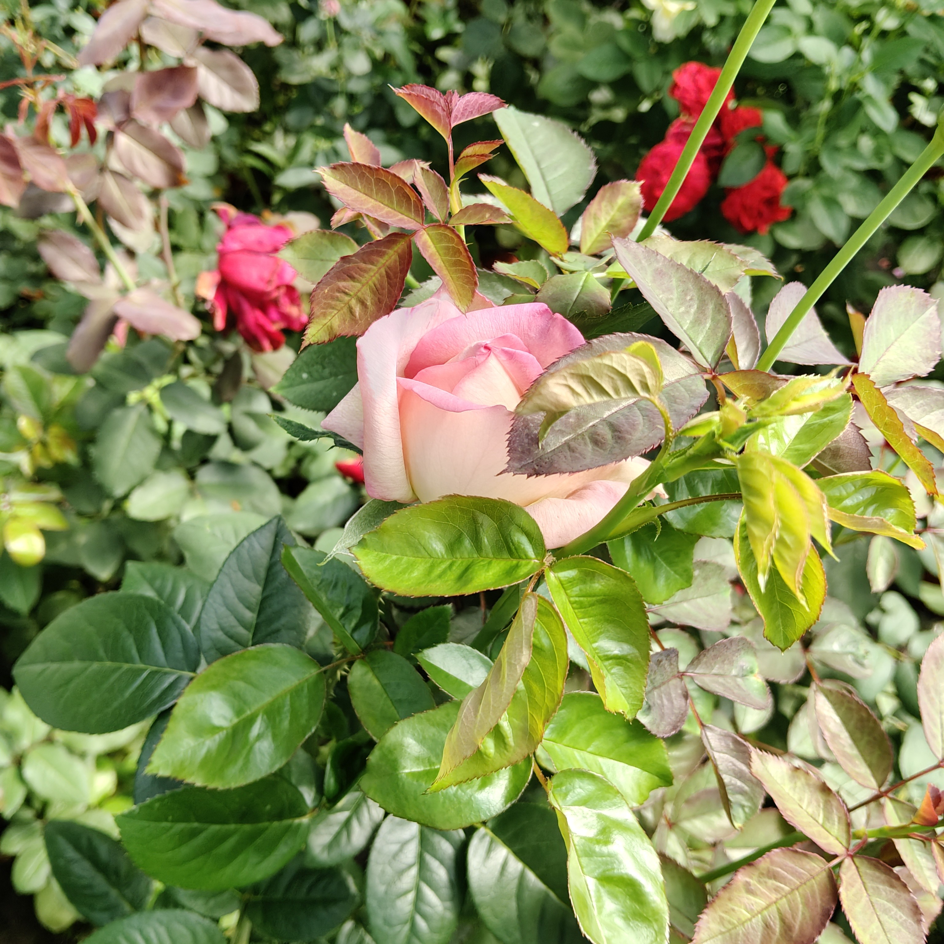月季绿植盆栽四季开花室内外好养易活