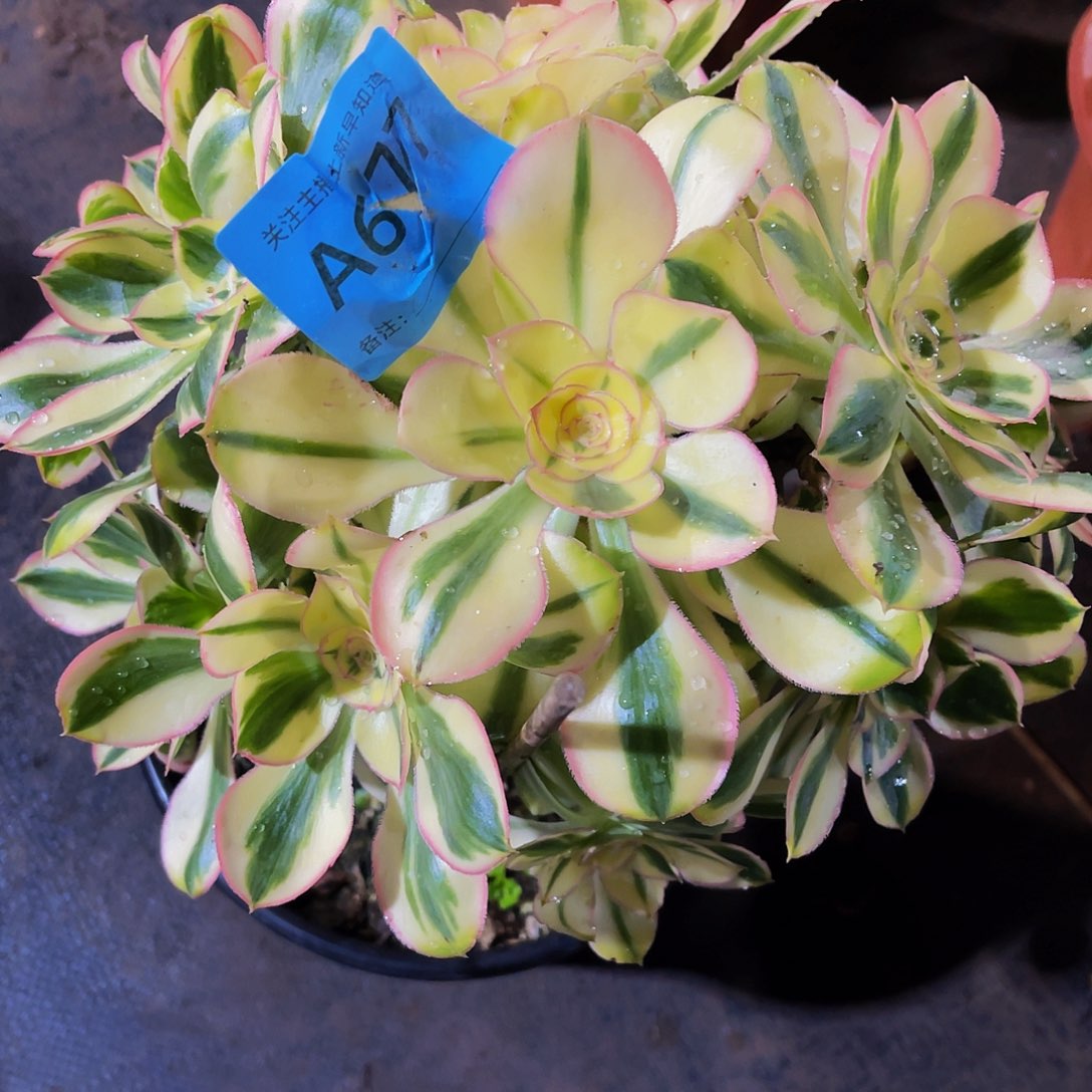 多肉多头艳姿锦脱土发货677