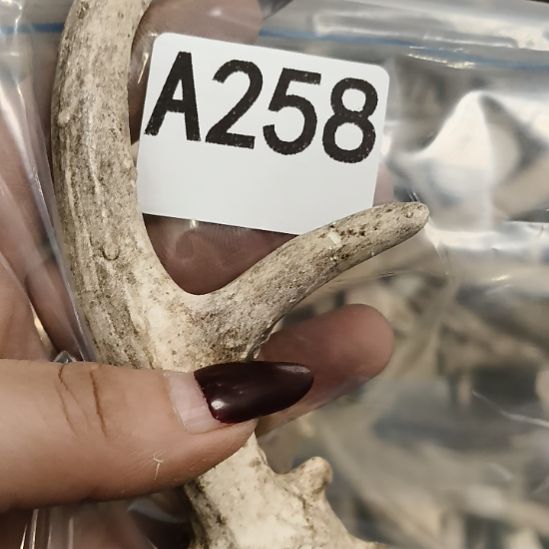 金***懵鹿角鹿角鹿角鹿角鹿角