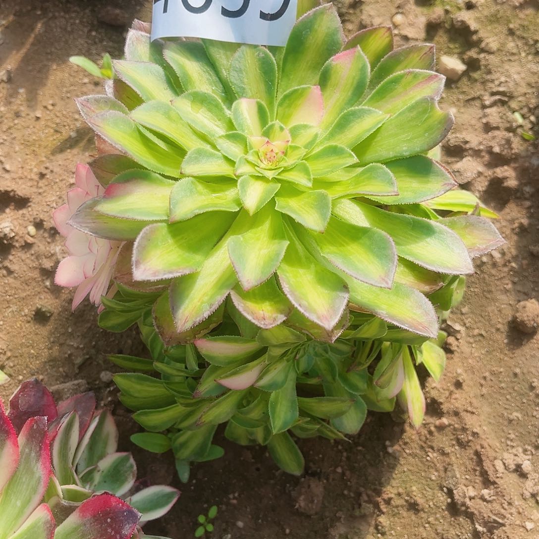 4659知否多肉植物