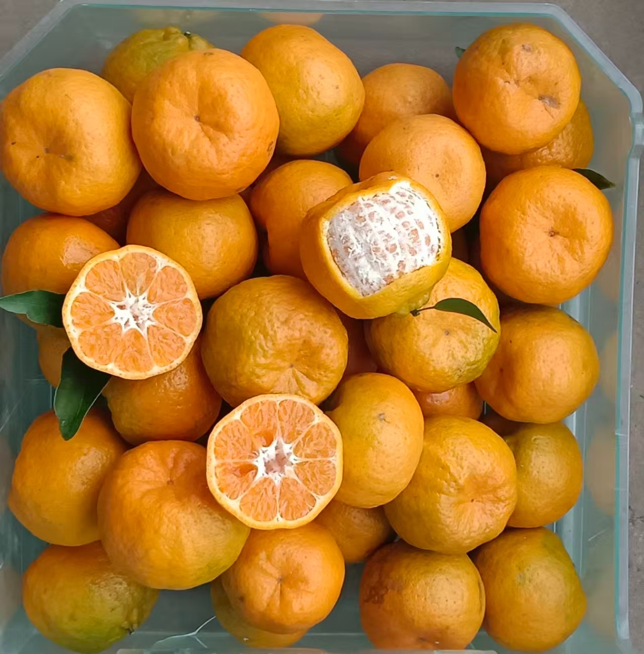 四川屏山书楼镇碰柑