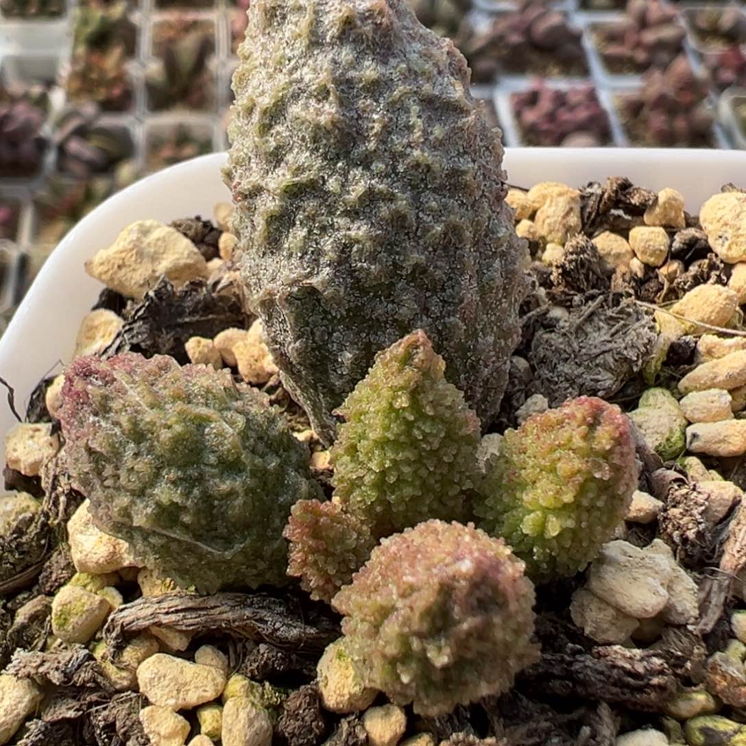 实生新品多肉植物水泡