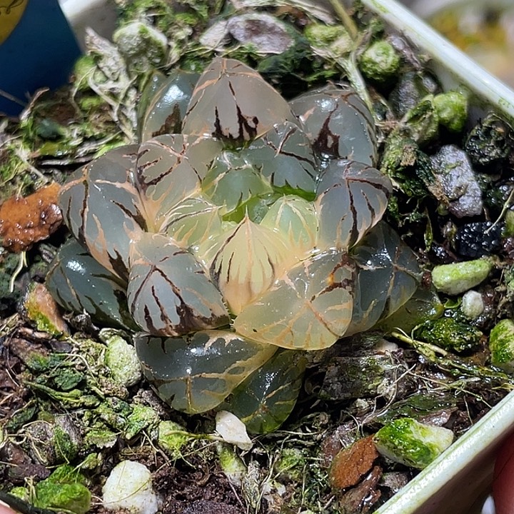 567水晶灯锦特选福利