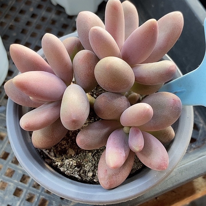 多肉植物糖果群501
