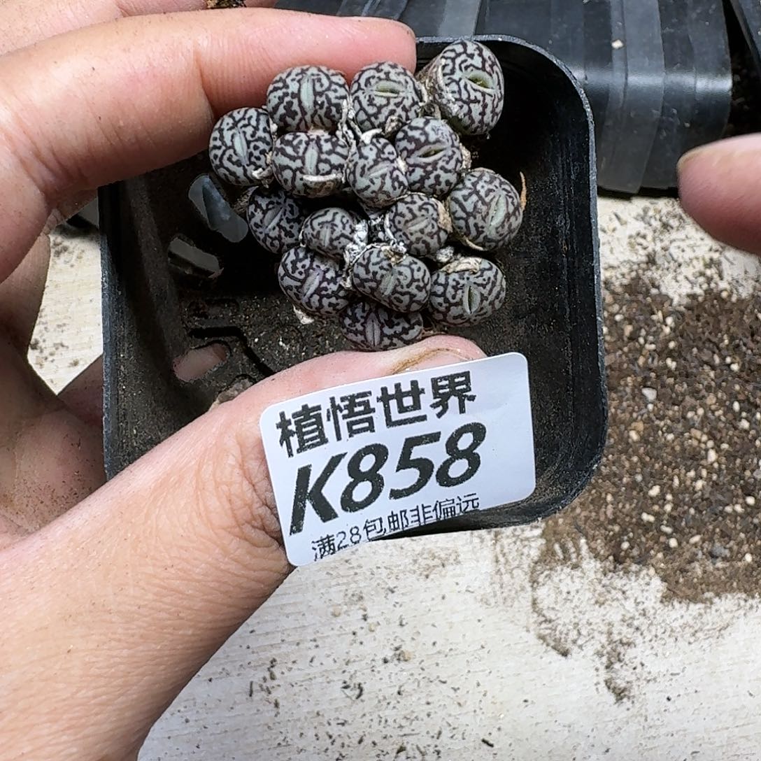 多肉植物的动作fhb