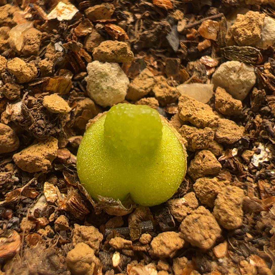 小葫芦5年母本带盆