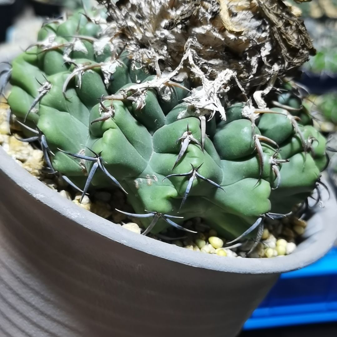 爱***人实生大型强刺圆盘玉一物一拍
