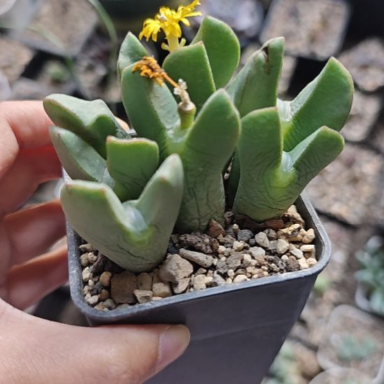 一物一拍，肉锥！！！