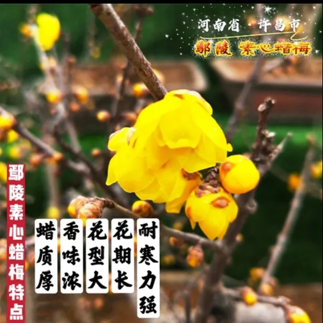 鄢陵腊梅品种腊梅高杆蜡梅耐寒浓香庭院花卉