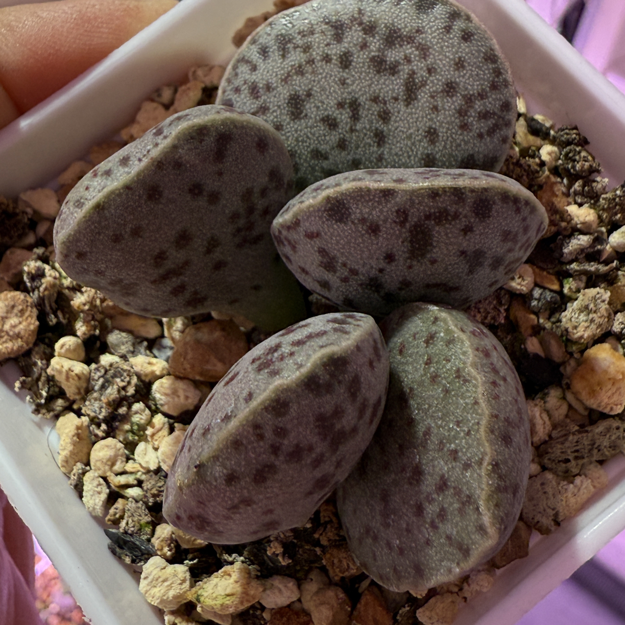 盲盒水泡，带盆发货满88包顺丰