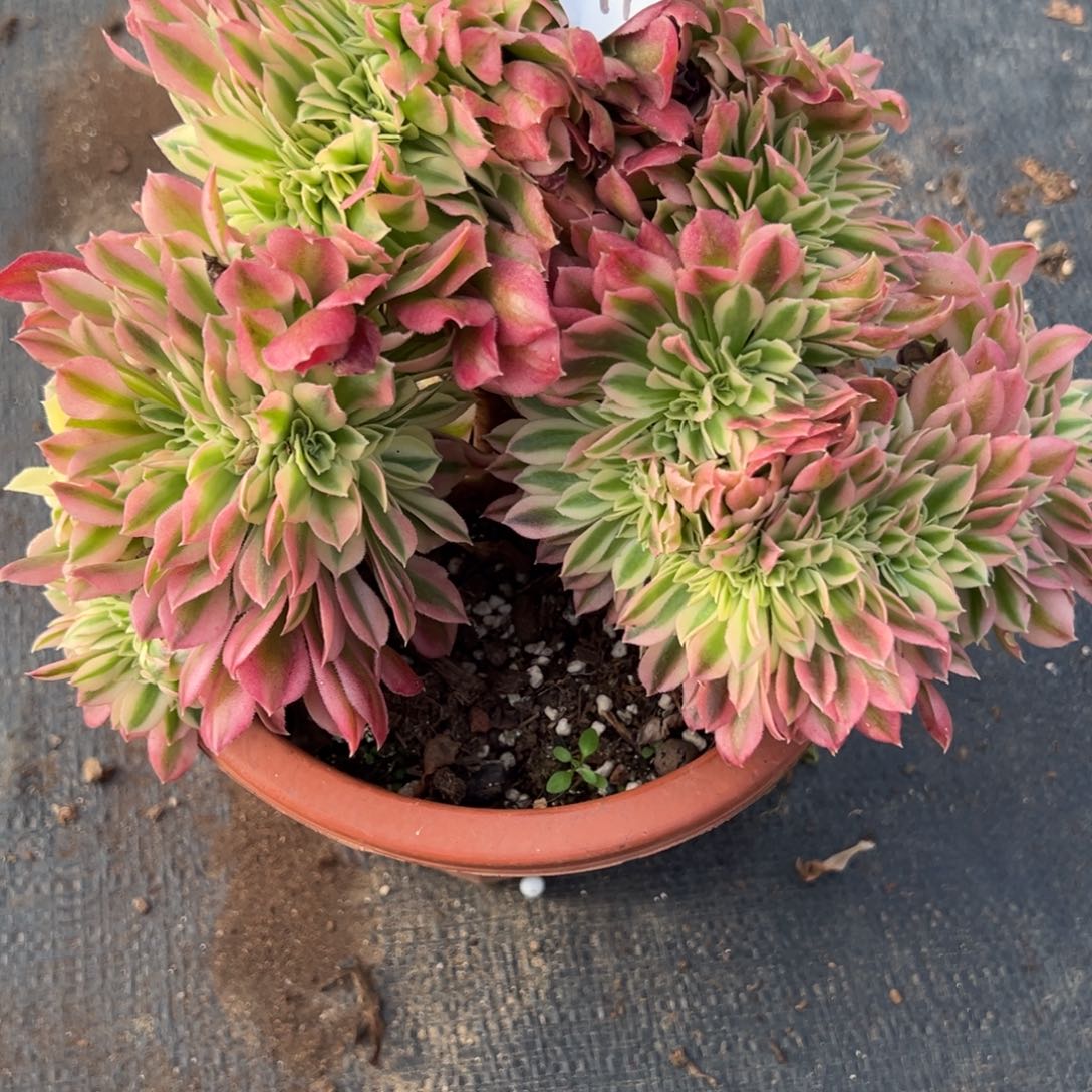 170告白缀多肉仔细一看