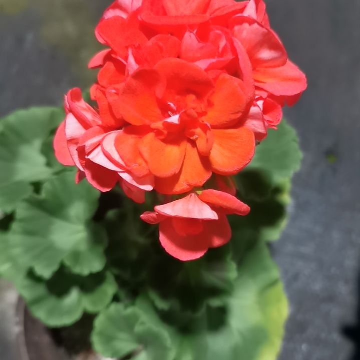 当前无花栽培后可以开花曙光