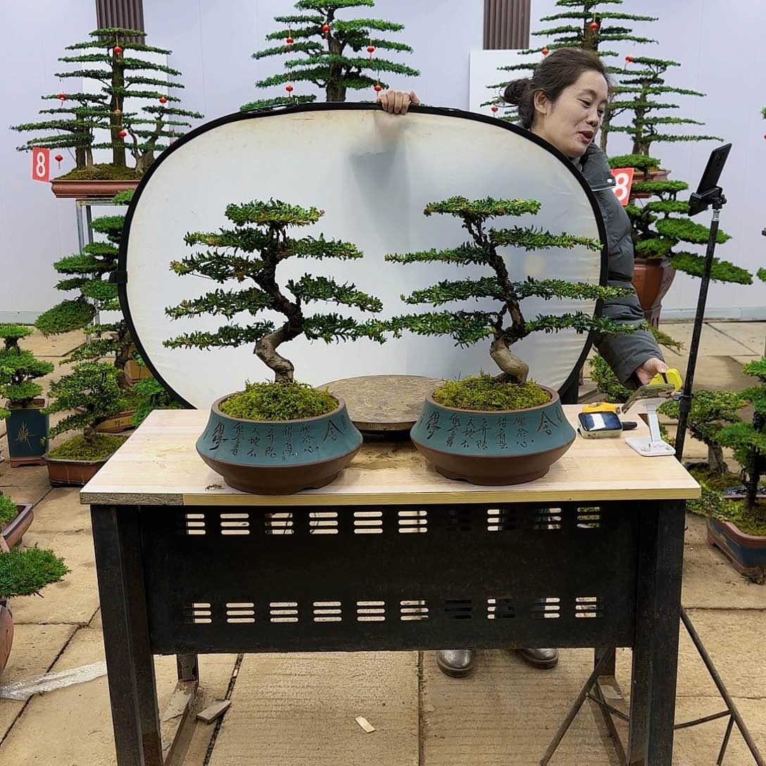盆景直播间一物一拍
