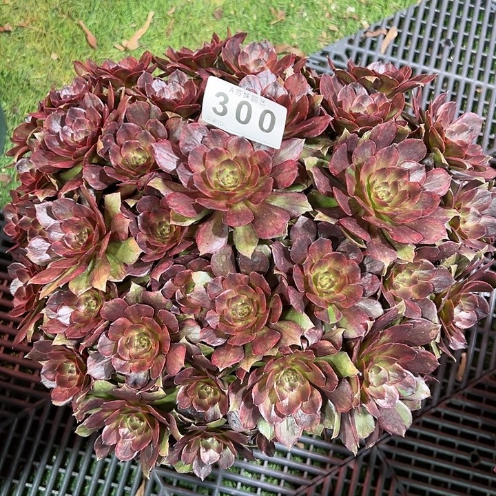300红丝绒多肉植物