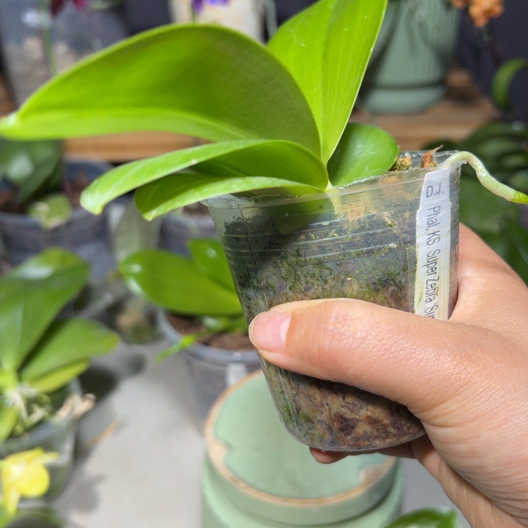 用***2当前无花栽培后可以开花