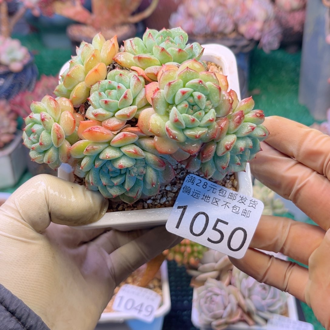 大1050、h x b d g vb b