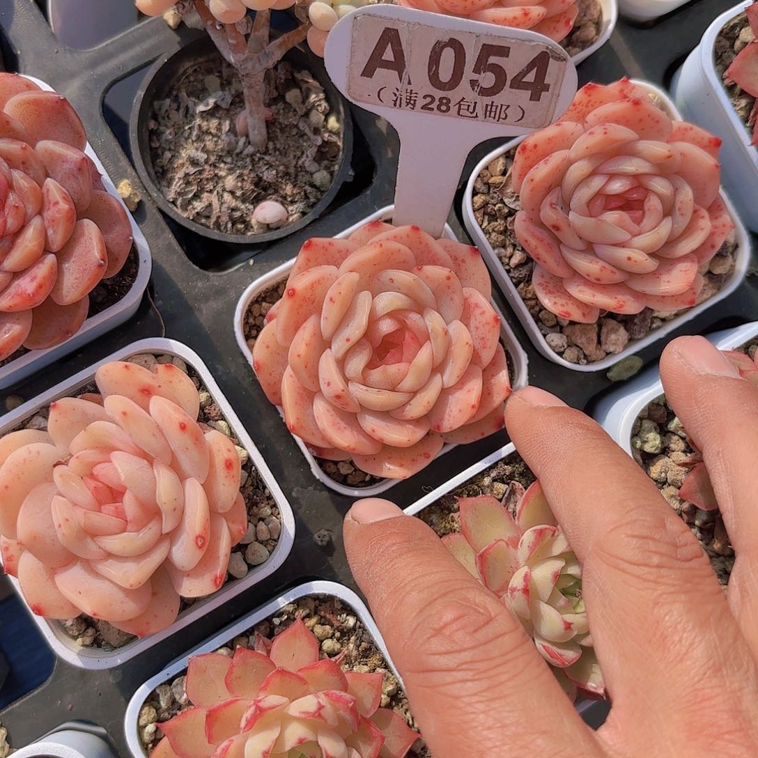 A054孔雀翎一物一拍