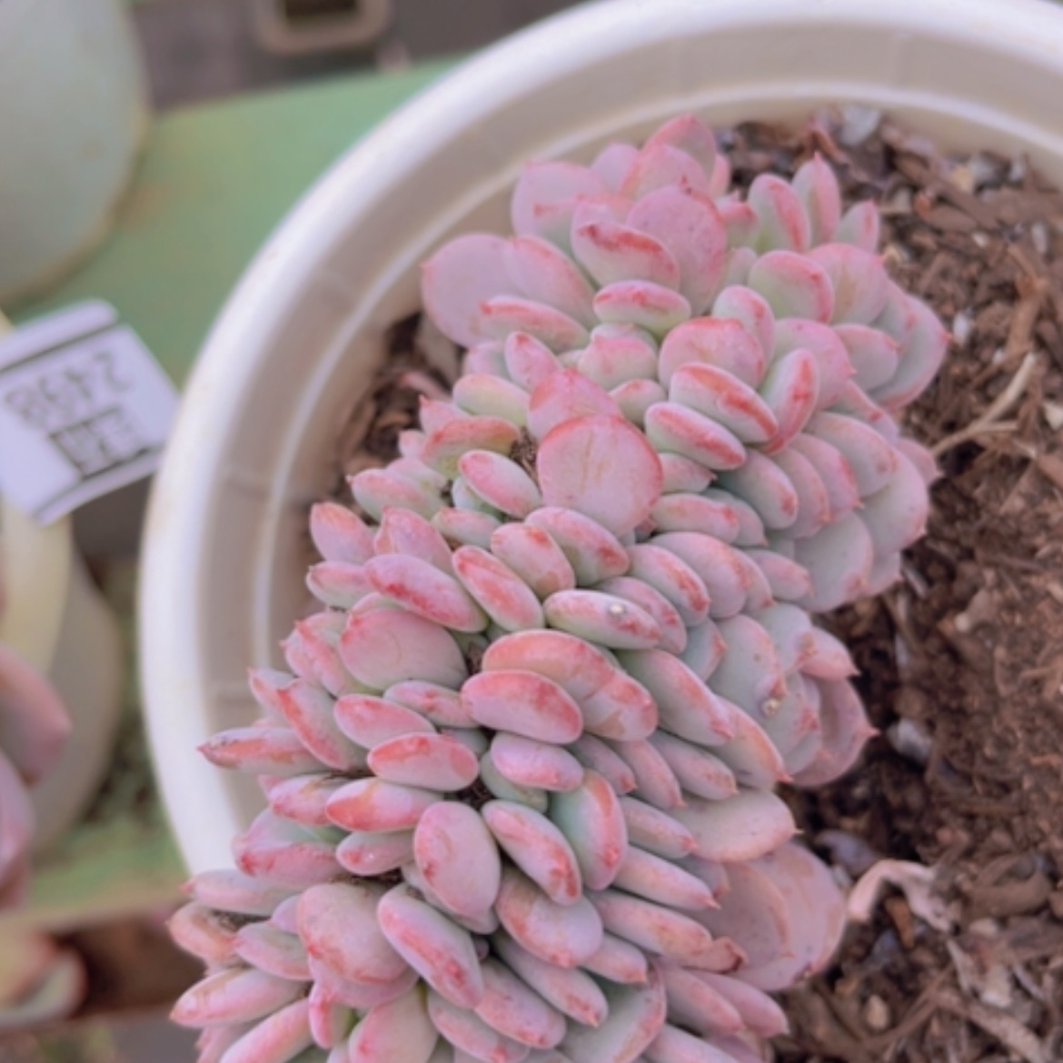 【闪购商品】玛瑙缀24100