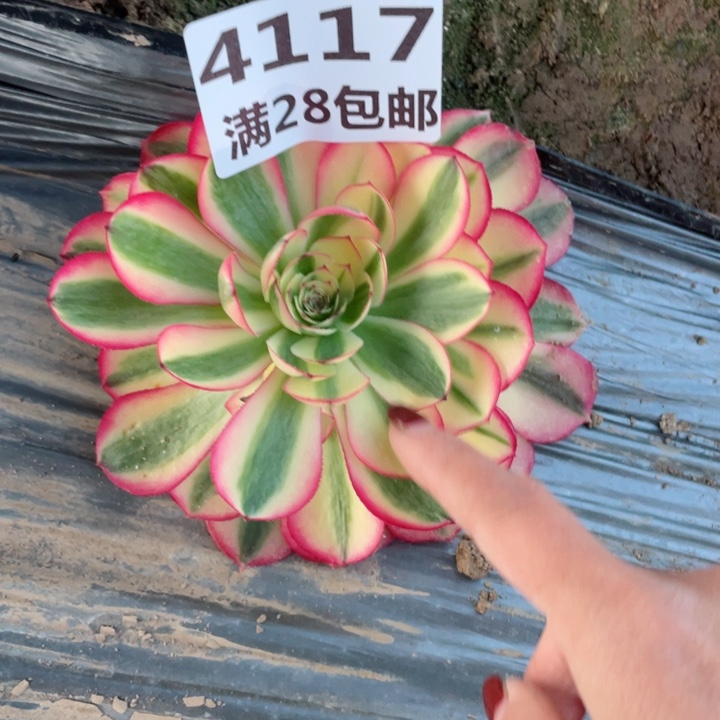 4117一号棚荔枝多肉J