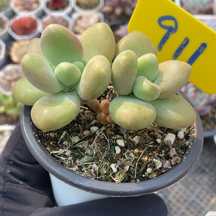 911金蝉多肉植物保护