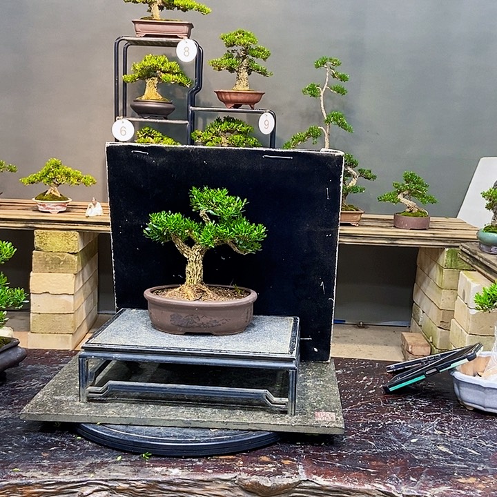 黄杨盆景四季常青不落叶