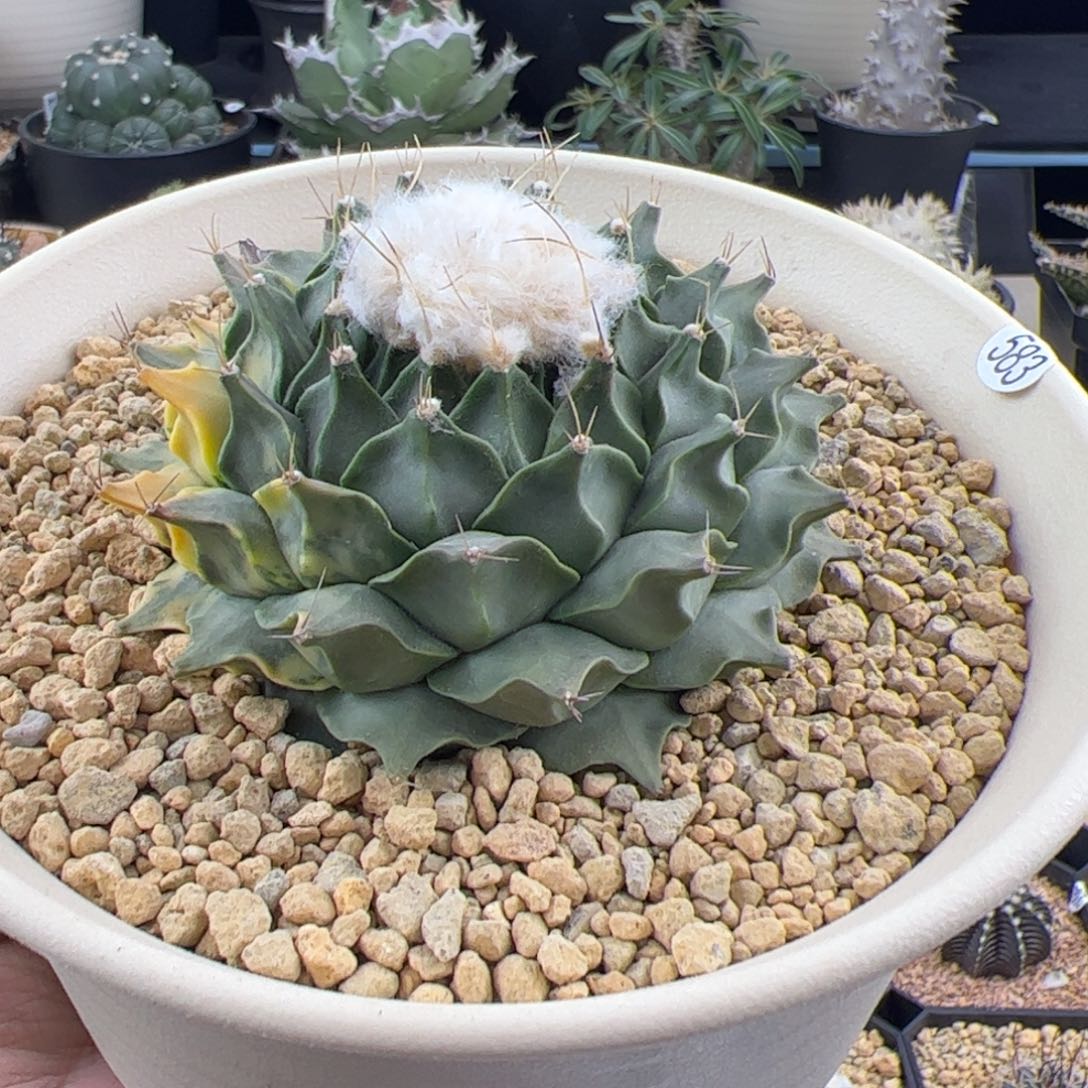 帝冠锦实生9一物一拍583