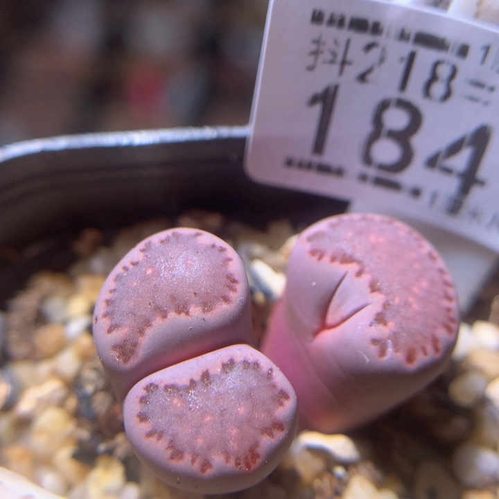 精品生石花218.184