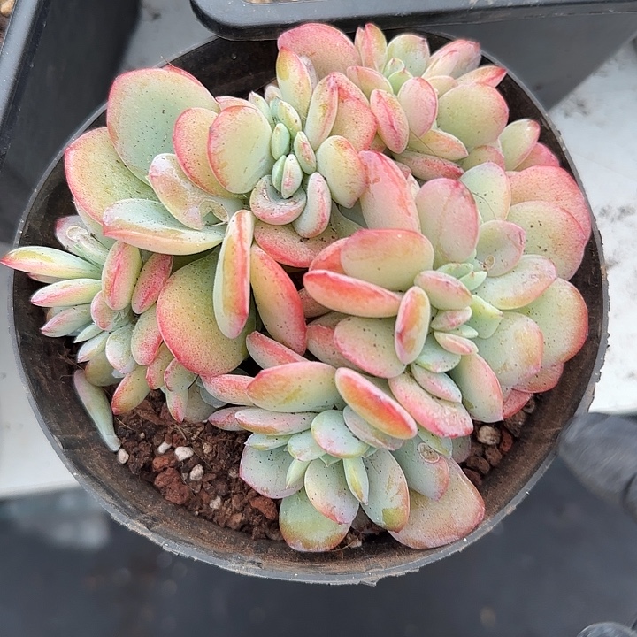 青蛙王子儿童牙膏11