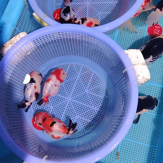 妤****金鱼092兰寿三只特价顺丰包邮