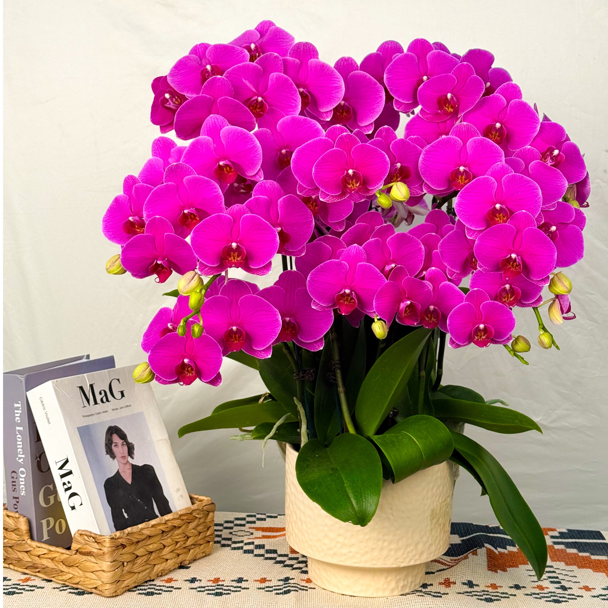 万顷蝴蝶兰<恭喜发财> 北欧风 鲜花 好养花期长 年宵花 室内欣赏