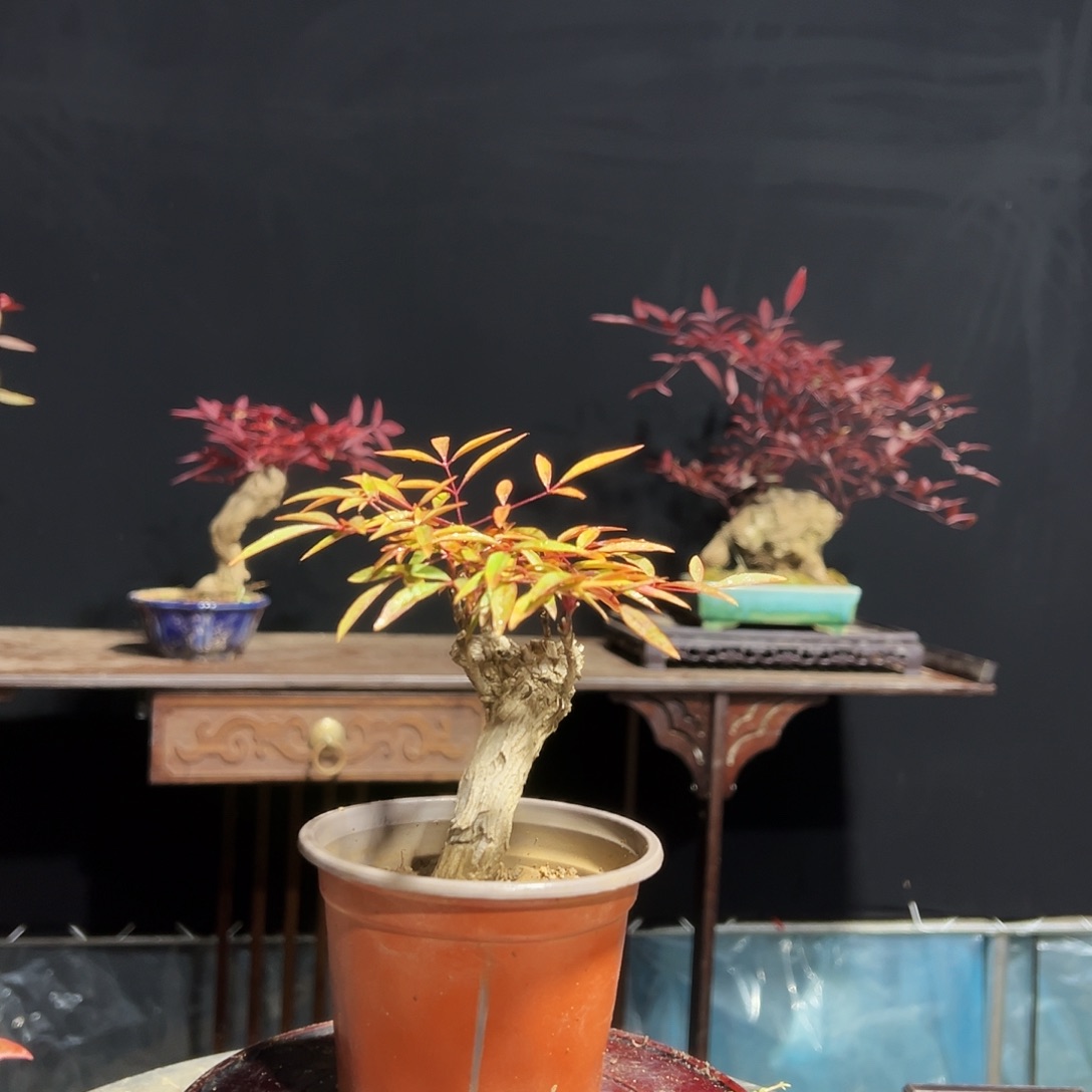 无花朵00000000003