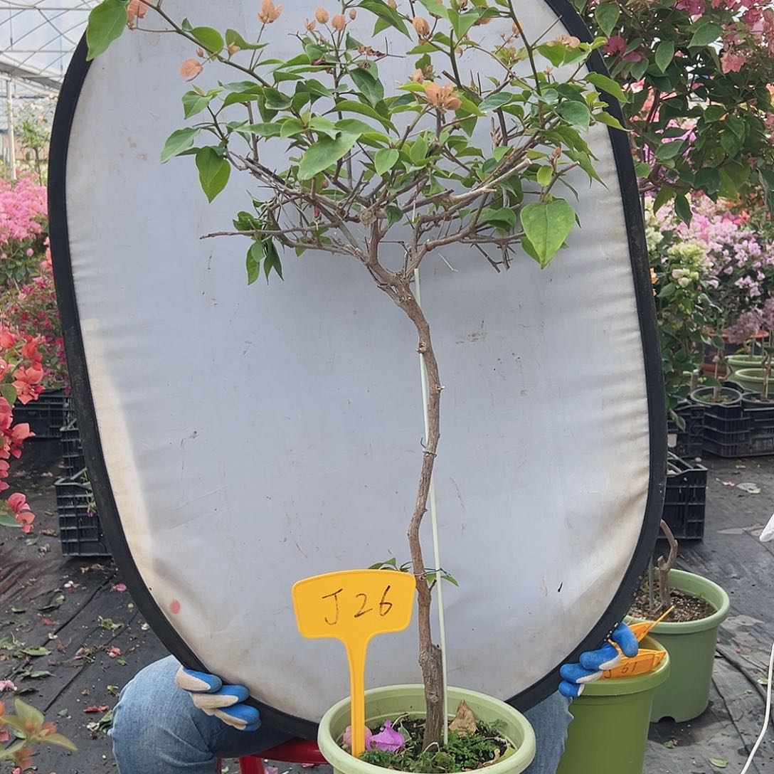 橙***子大部分花苞少量开放J26橙粉