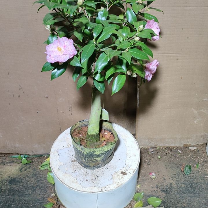 727飞天，原盆原土发货，不包邮