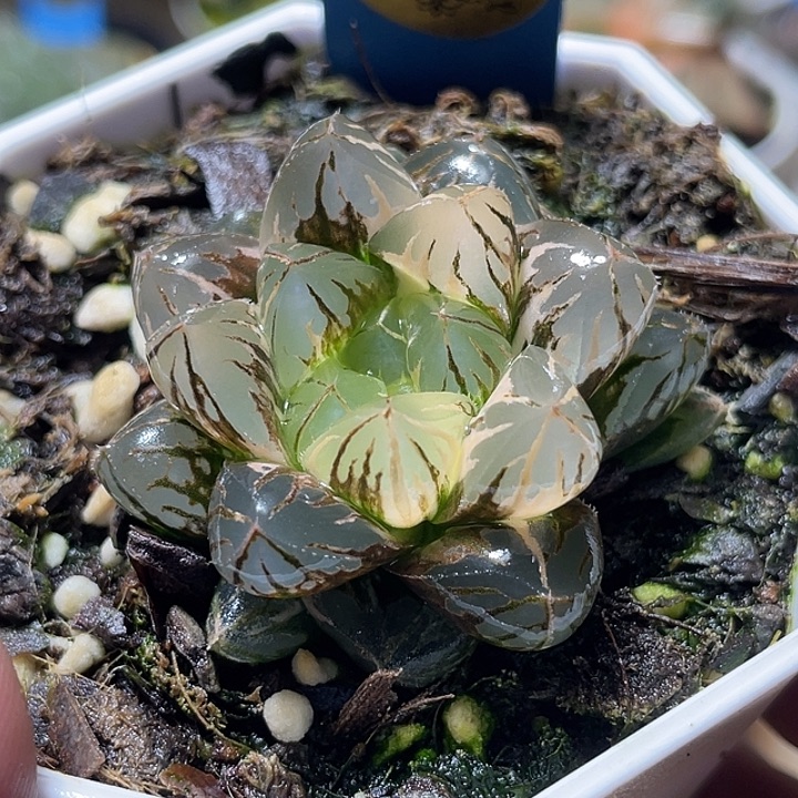 633水晶灯锦特选度老师