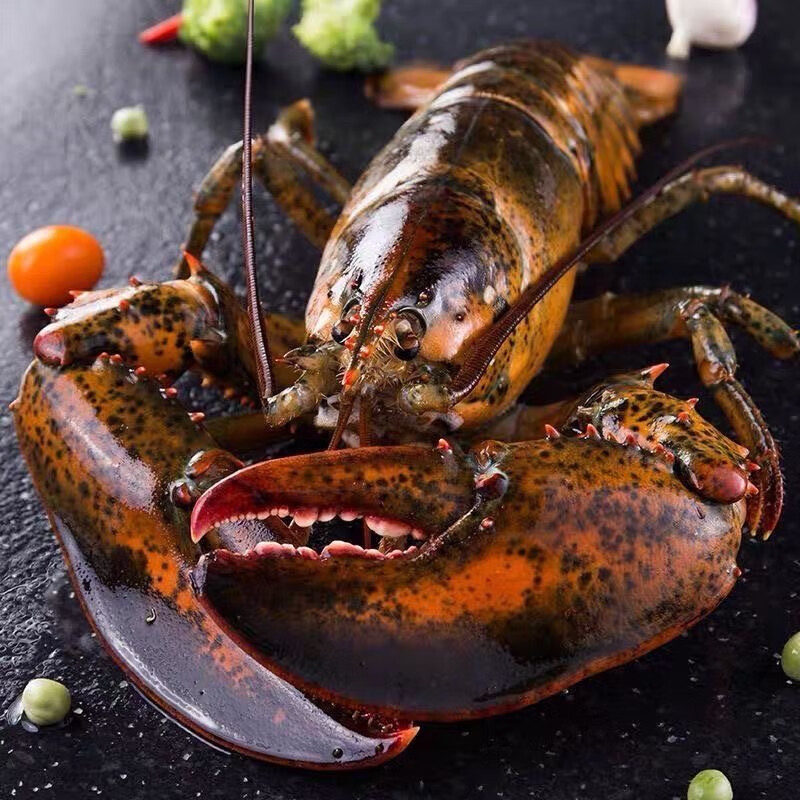 【波士顿龙虾】鲜活发货 保鲜保肥  到货不保活 顺丰发货