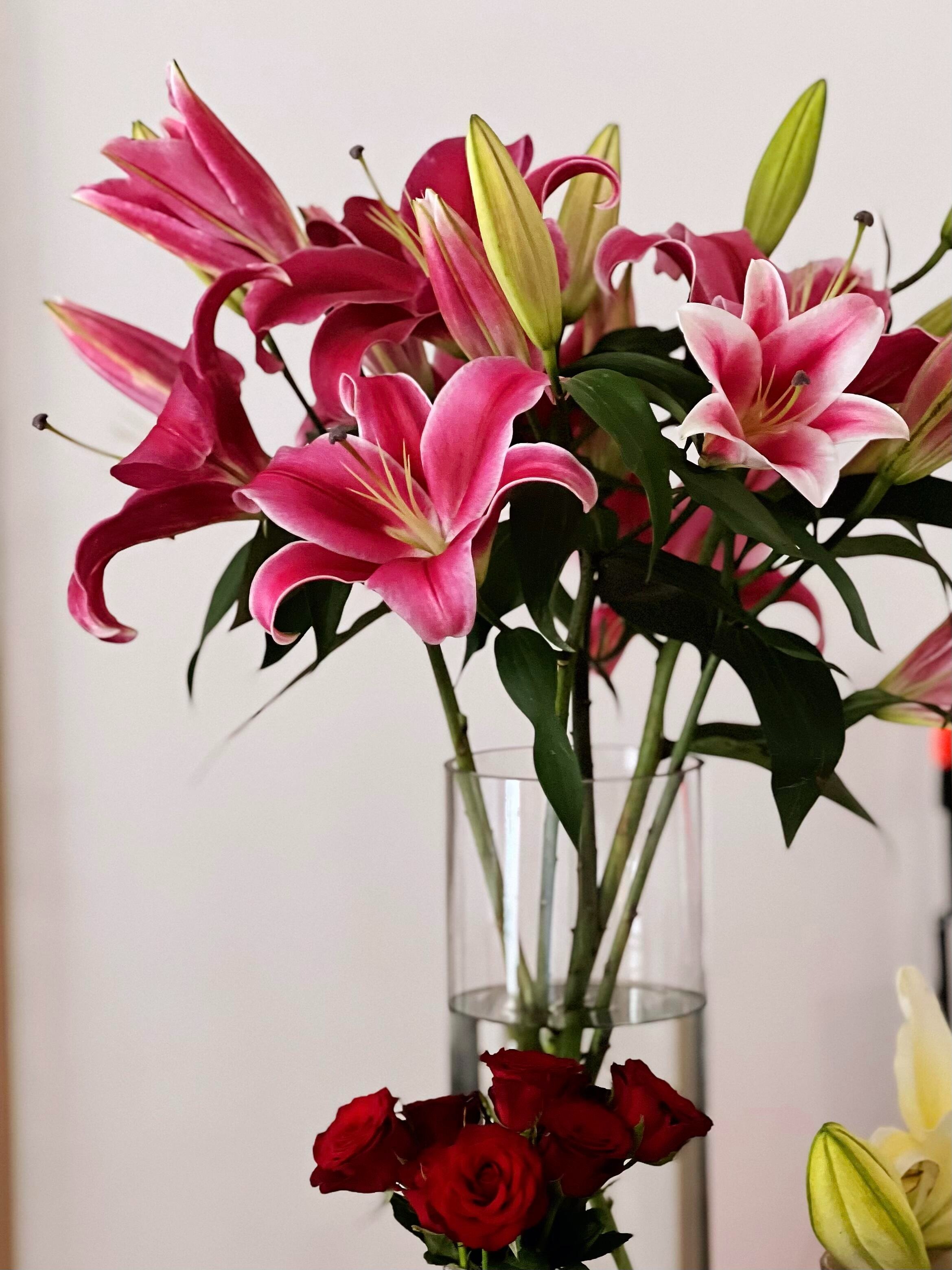 【红色香水百合】鲜花 百合花 发货后不支持仅退款 云南基地直发