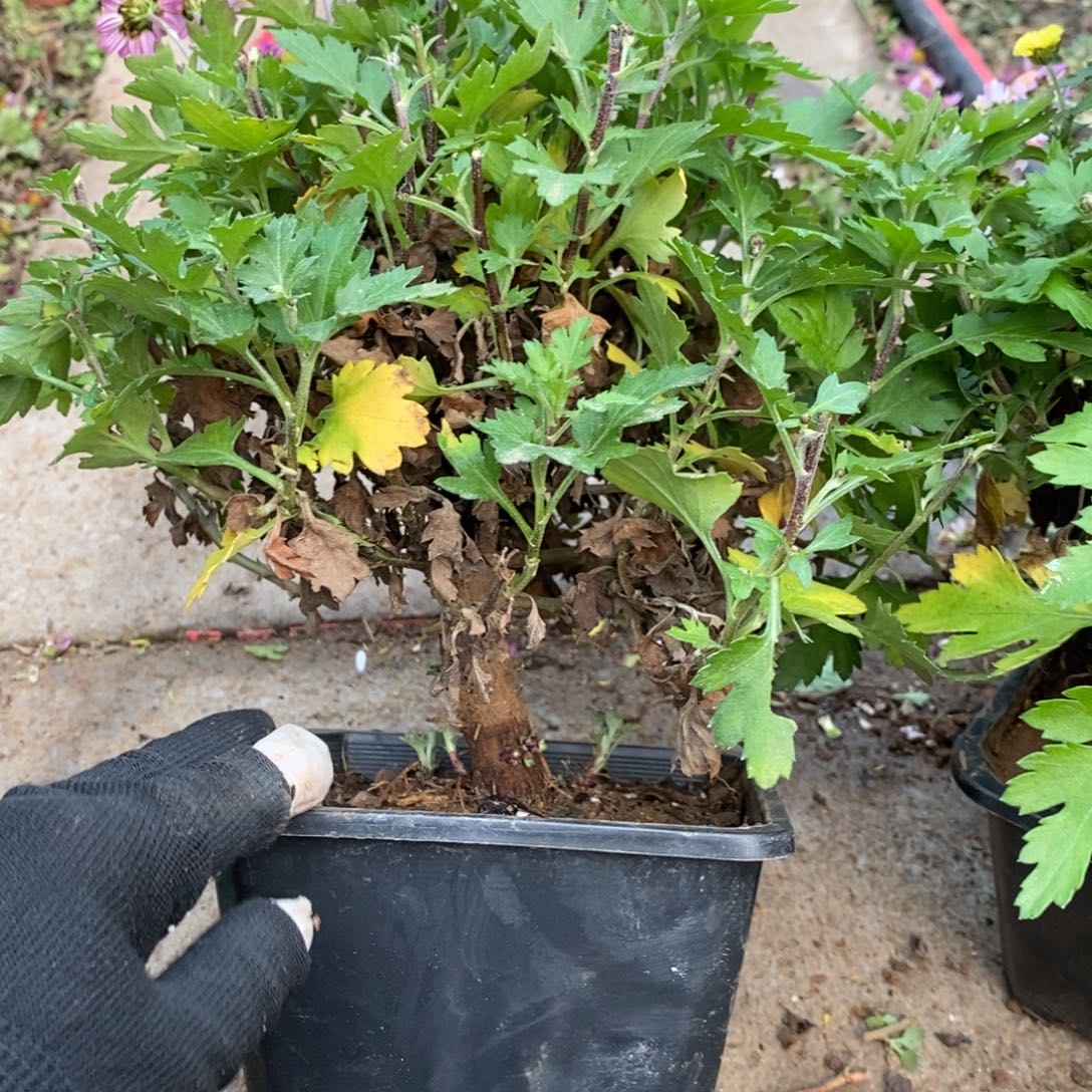 房***姐无花朵盆景盆景38