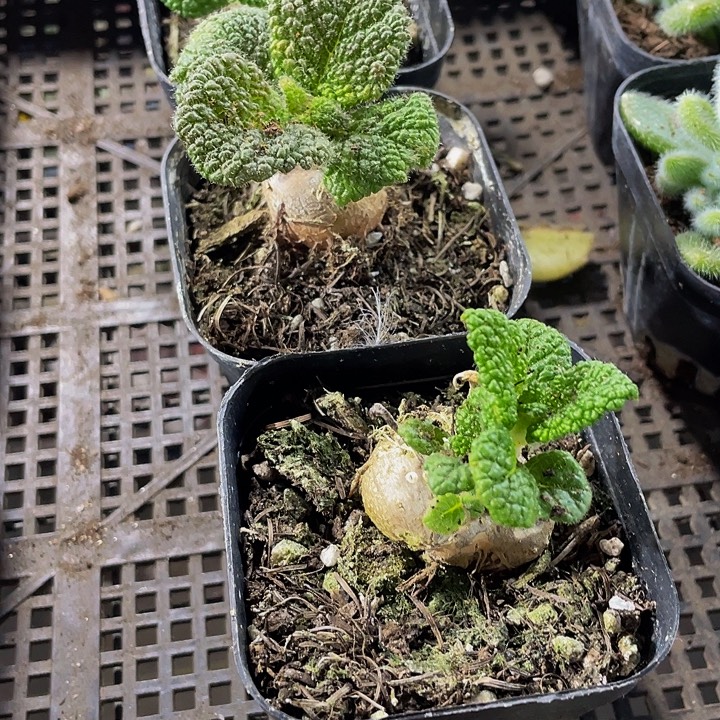 断崖王子带盆土发货